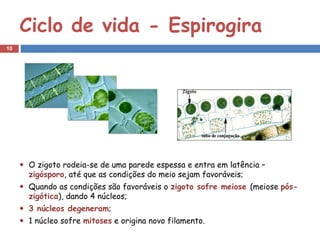 Ciclo de vida - Espirogira
10




     O zigoto rodeia-se de uma parede espessa e entra em latência –
     zigósporo, até que as condições do meio sejam favoráveis;
     Quando as condições são favoráveis o zigoto sofre meiose (meiose pós-
     zigótica), dando 4 núcleos;
     3 núcleos degeneram;
     1 núcleo sofre mitoses e origina novo filamento.
 