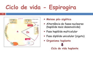 Ciclo de vida - Espirogira
11


                       Meiose pós-zigótica
                       Alternância de fases nucleares
                       (haplóide mais desenvolvida)
                       Fase haplóide multicelular
                       Fase diplóide unicelular (zigoto)
                       Organismo haplonte
                    
                           Ciclo de vida haplonte
 