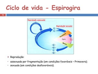 Ciclo de vida - Espirogira
12




      Reprodução:
      assexuada por fragmentação (em condições favoráveis – Primavera);
      sexuada (em condições desfavoráveis).
 