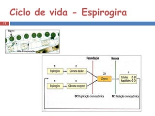 Ciclo de vida - Espirogira
13
 