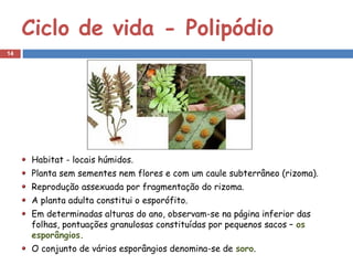Ciclo de vida - Polipódio
14




     Habitat - locais húmidos.
     Planta sem sementes nem flores e com um caule subterrâneo (rizoma).
     Reprodução assexuada por fragmentação do rizoma.
     A planta adulta constitui o esporófito.
     Em determinadas alturas do ano, observam-se na página inferior das
     folhas, pontuações granulosas constituídas por pequenos sacos – os
     esporângios.
     O conjunto de vários esporângios denomina-se de soro.
 