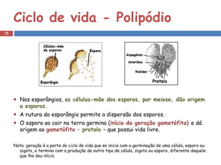 Ciclo de vida - Polipódio
15




        Nos esporângios, as células-mãe dos esporos, por meiose, dão origem
        a esporos.
        A rutura do esporângio permite a dispersão dos esporos.
        O esporo ao cair na terra germina (início da geração gametófita) e dá
        origem ao gametófito – protalo – que possui vida livre.

     Nota: geração é a parte do ciclo de vida que se inicia com a germinação de uma célula, esporo ou
       zigoto, e termina com a produção de outro tipo de célula, zigoto ou esporo, diferente daquele
       que lhe deu início.
 