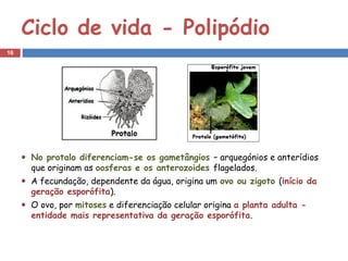 Ciclo de vida - Polipódio
16




     No protalo diferenciam-se os gametângios – arquegónios e anterídios
     que originam as oosferas e os anterozoides flagelados.
     A fecundação, dependente da água, origina um ovo ou zigoto (início da
     geração esporófita).
     O ovo, por mitoses e diferenciação celular origina a planta adulta -
     entidade mais representativa da geração esporófita.
 