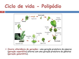 Ciclo de vida - Polipódio
17




      Ocorre alternância de gerações – uma geração produtora de esporos
      (geração esporófita) alterna com uma geração produtora de gâmetas
      (geração gametófita).
 