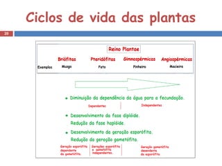 Ciclos de vida das plantas
20
 