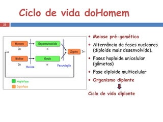 Ciclo de vida doHomem
23



                    Meiose pré-gamética
                    Alternância de fases nucleares
                    (diploide mais desenvolvida).
                    Fases haploide unicelular
                    (gâmetas)
                    Fase diploide multicelular
                    Organismo diplonte
                   
                  Ciclo de vida diplonte
 