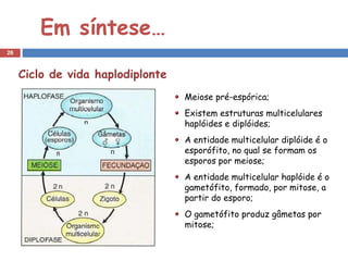 Em síntese…
26



     Ciclo de vida haplodiplonte
                                   Meiose pré-espórica;
                                   Existem estruturas multicelulares
                                   haplóides e diplóides;
                                   A entidade multicelular diplóide é o
                                   esporófito, no qual se formam os
                                   esporos por meiose;
                                   A entidade multicelular haplóide é o
                                   gametófito, formado, por mitose, a
                                   partir do esporo;
                                   O gametófito produz gâmetas por
                                   mitose;
 