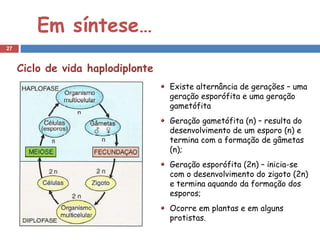 Em síntese…
27



     Ciclo de vida haplodiplonte
                                   Existe alternância de gerações – uma
                                   geração esporófita e uma geração
                                   gametófita
                                   Geração gametófita (n) – resulta do
                                   desenvolvimento de um esporo (n) e
                                   termina com a formação de gâmetas
                                   (n);
                                   Geração esporófita (2n) – inicia-se
                                   com o desenvolvimento do zigoto (2n)
                                   e termina aquando da formação dos
                                   esporos;
                                   Ocorre em plantas e em alguns
                                   protistas.
 