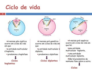 Ciclo de vida
5




       A meiose pós-zigótica        A meiose pré-gamética          A meiose pré-espórica
    ocorre em ciclos de vida     ocorre em ciclos de vida em    ocorre em ciclos de vida em
    em que:                      que:                           que há:
       a entidade multicelular      a entidade multicelular é     uma entidade
    é haplonte,                  diplonte,                      multicelular haplonte,
       predomina a haplofase        predomina a diplofase          uma entidade
                                                                multicelular diplonte.
                                                                   Não há predomínio de
          Ciclos                       Ciclos diplontes         nenhuma fase sobre a outra.
    haplontes
                                                                      Ciclos
 