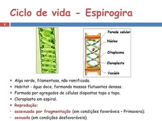 Ciclo de vida - Espirogira
8




    Alga verde, filamentosa, não ramificada.
    Habitat - água doce, formando massas flutuantes densas.
    Formada por agregados de células dispostas topo a topo.
    Cloroplasto em espiral.
    Reprodução:
    assexuada por fragmentação (em condições favoráveis – Primavera);
    sexuada (em condições desfavoráveis).
 