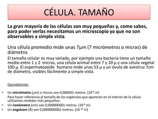 CÉLULA. TAMAÑO
La gran mayoría de las células son muy pequeñas y, como sabes,
para poder verlas necesitamos un microscopio ya que no son
observables a simple vista.

Una célula promedio mide unas 7µm (7 micrómetros o micras) de
diámetro.
El tamaño celular es muy variado, por ejemplo una bacteria tiene un tamaño
medio entre 1 y 2 micras, una célula animal entre 7 y 20 µ y una célula vegetal
100 µ. El espermatozoide humano mide unas 53 µ y un óvulo de avestruz 7cm
de diámetro, visibles fácilmente a simple vista.
Equivalencias:
•
•
•

Un micrómetro (µm) o micras son 0,000001 metros. (10-6 m)
Para hacer referencia al tamaño de los orgánulos que aparecen en el interior de la célula
utilizamos medidas más pequeñas:
Un nanómetro (nm) son 0,000000001 metros. (10-9 m)
Un angstrom (Å) son 0,0000000001 metros. (10-10 m)

 