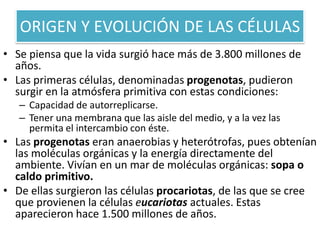 ORIGEN Y EVOLUCIÓN DE LAS CÉLULAS
• Se piensa que la vida surgió hace más de 3.800 millones de
años.
• Las primeras células, denominadas progenotas, pudieron
surgir en la atmósfera primitiva con estas condiciones:
– Capacidad de autorreplicarse.
– Tener una membrana que las aisle del medio, y a la vez las
permita el intercambio con éste.

• Las progenotas eran anaerobias y heterótrofas, pues obtenían
las moléculas orgánicas y la energía directamente del
ambiente. Vivían en un mar de moléculas orgánicas: sopa o
caldo primitivo.
• De ellas surgieron las células procariotas, de las que se cree
que provienen la células eucariotas actuales. Estas
aparecieron hace 1.500 millones de años.

 