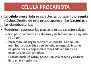 CÉLULA PROCARIOTA
• La célula procariota se caracteriza porque no presenta
núcleo. Dentro de este grupo aparecen las bacterias y
las cianobacterias.
• Podemos reconocerlas gracias a estas características:
– Son principalmente unicelulares y de tamaño muy pequeño
(1-10 µm).
– Presentan una organización muy sencilla. Tienen una
membrana plasmática que delimita un espacio interno
ocupado por el citoplasma y rodeándola tienen una
envoltura celular compleja.
– El ácido nucleico (ADN) posee una sola cadena y aparece
libre en el citoplasma.

 