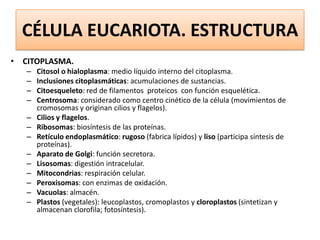 CÉLULA EUCARIOTA. ESTRUCTURA
• CITOPLASMA.
–
–
–
–
–
–
–
–
–
–
–
–
–

Citosol o hialoplasma: medio líquido interno del citoplasma.
Inclusiones citoplasmáticas: acumulaciones de sustancias.
Citoesqueleto: red de filamentos proteicos con función esquelética.
Centrosoma: considerado como centro cinético de la célula (movimientos de
cromosomas y originan cilios y flagelos).
Cilios y flagelos.
Ribosomas: biosíntesis de las proteínas.
Retículo endoplasmático: rugoso (fabrica lípidos) y liso (participa síntesis de
proteínas).
Aparato de Golgi: función secretora.
Lisosomas: digestión intracelular.
Mitocondrias: respiración celular.
Peroxisomas: con enzimas de oxidación.
Vacuolas: almacén.
Plastos (vegetales): leucoplastos, cromoplastos y cloroplastos (sintetizan y
almacenan clorofila; fotosíntesis).

 