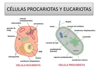 CÉLULAS PROCARIOTAS Y EUCARIOTAS

 