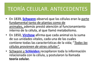 TEORÍA CELULAR. ANTECEDENTES
• En 1839, Schwann observó que las células eran la parte
fundamental tanto de plantas como de
animales, además prestó atención al funcionamiento
interno de la célula, al que llamó metabolismo.
• En 1850, Virchow afirma que cada animal es la suma
de sus unidades vitales, cada una de las cuales
contiene todas las características de la vida; "Todas las
células provienen de otras células".
• Schwann y Schleiden recopilaron toda la información
relacionada con la célula, y postularon la llamada
teoría celular.

 