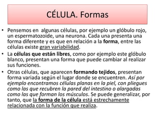 CÉLULA. Formas
• Pensemos en algunas células, por ejemplo un glóbulo rojo,
un espermatozoide, una neurona. Cada una presenta una
forma diferente y es que en relación a la forma, entre las
células existe gran variabilidad.
• La células que están libres, como por ejemplo este glóbulo
blanco, presentan una forma que puede cambiar al realizar
sus funciones.
• Otras células, que aparecen formando tejidos, presentan
forma variada según el lugar donde se encuentren. Así por
ejemplo encontramos células planas en la piel, con pliegues
como las que recubren la pared del intestino o alargadas
como las que forman los músculos. Se puede generalizar, por
tanto, que la forma de la célula está estrechamente
relacionada con la función que realiza.

 
