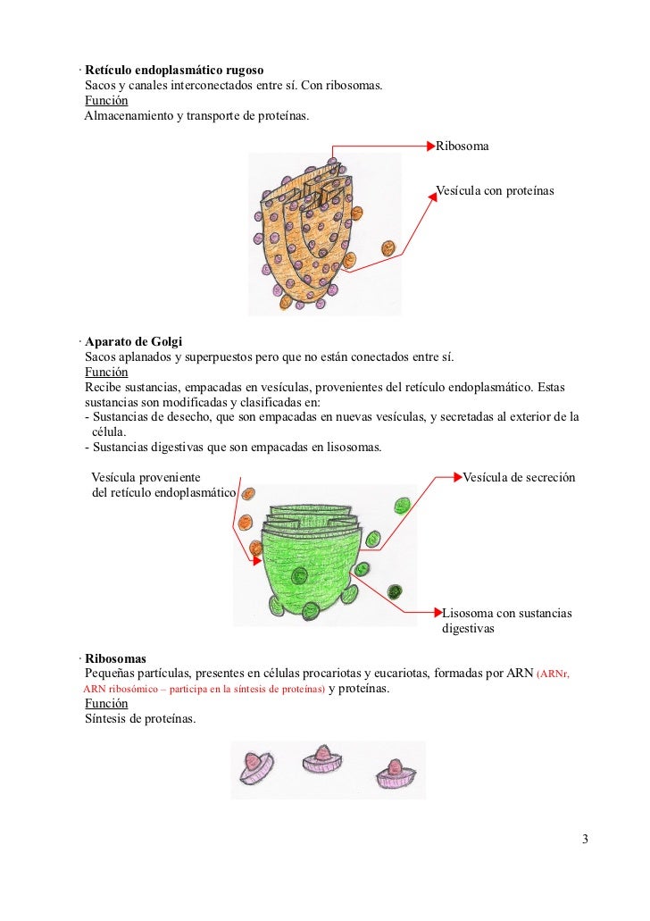 7. Célula animal