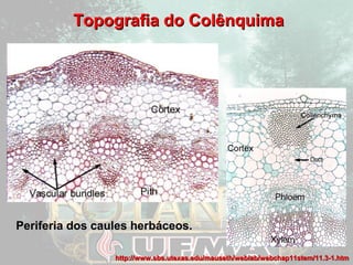 TTooppooggrraaffiiaa ddoo CCoollêênnqquuiimmaa 
Periferia dos caules herbáceos. 
http://www.sbs.utexas.edu/mauseth/wweebbllaabb//wweebbcchhaapp1111sstteemm//1111..33--11..hhttmm 
 