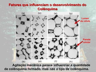Fatores que influenciam oo ddeesseennvvoollvviimmeennttoo ddoo 
CCoollêênnqquuiimmaa 
Lumen 
da célula 
Parede 
celular 
AAggiittaaççããoo mmeeccâânniiccaa ppaarreeccee iinnfflluueenncciiaarr aa qquuaannttiiddaaddee 
ddee ccoollêênnqquuiimmaa ffoorrmmaaddoo,, mmaass nnããoo oo ttiippoo ddee ccoollêênnqquuiimmaa.. 
 