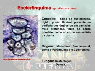 EEsscclleerrêênnqquuiimmaa (gr. skleros = duro) 
CCoonncceeiittoo:: Tecido de sustentação, 
rrííggiiddoo, porém flexível, presente na 
periferia dos órgãos ou em camadas 
mais profundas, tanto no corpo 
primário, como no corpo secundário 
da planta. 
OOrriiggeemm:: Meristema Fundamental, 
como o Parênquima e o Colênquima. 
FFuunnççããoo:: Sustentação; 
Defesa. 
hhttttpp::////wwwwww..bbiioo..ttxxssttaattee..eedduu// 
 