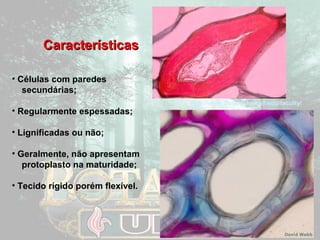 CCaarraacctteerrííssttiiccaass 
• Células com paredes 
secundárias; 
• Regularmente espessadas; 
• Lignificadas ou não; 
• Geralmente, não apresentam 
protoplasto na maturidade; 
• Tecido rígido porém flexível. 
http://www.botany.hawaii.edu/faculty/ 
 