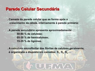 PPaarreeddee CCeelluullaarr SSeeccuunnddáárriiaa 
. Camada da parede celular que se forma após o 
crescimento da célula, internamente à parede primária; 
. A parede secundária apresenta aproximadamente: 
50-80 % de celulose; 
05-30 % de hemicelulose; 
15-35 % de ligninas. 
. A estrutura microfibrilar das fibrilas de celulose,geralmente, 
é organizada e disposta em camadas: S1, S2, S3, ... 
 