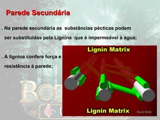 PPaarreeddee SSeeccuunnddáárriiaa 
. Na parede secundária as substâncias pécticas podem 
ser substituídas pela Lignina que é impermeável à água; 
. A lignina confere força e 
resistência á parede; 
 