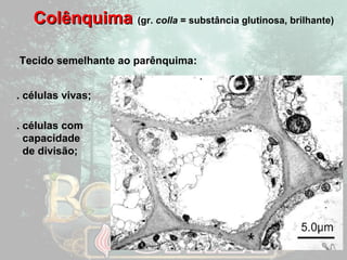 CCoollêênnqquuiimmaa (gr. colla = substância glutinosa, brilhante) 
Tecido semelhante ao parênquima:: 
. células vivas; 
. células com 
capacidade 
de divisão; 
 