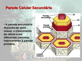 PPaarreeddee CCeelluullaarr SSeeccuunnddáárriiaa 
• A parede secundária 
deposita-se após 
cessar o crescimento 
da célula e em 
diferentes camadas, 
internamente à parede 
primária. 
 