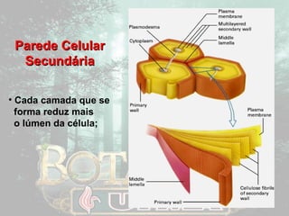 PPaarreeddee CCeelluullaarr 
SSeeccuunnddáárriiaa 
• Cada camada que se 
forma reduz mais 
o lúmen da célula; 
 