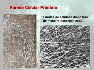 PPaarreeddee CCeelluullaarr PPrriimmáárriiaa 
• Fibrilas de celulose dispostas 
de maneira desorganizada. 
 