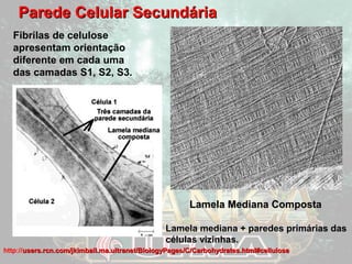 PPaarreeddee CCeelluullaarr SSeeccuunnddáárriiaa 
Fibrilas de celulose 
apresentam orientação 
diferente em cada uma 
das camadas S1, S2, S3. 
LLaammeellaa MMeeddiiaannaa CCoommppoossttaa 
Lamela mediana + paredes primárias das 
células vizinhas. 
http://uusseerrss..rrccnn..ccoomm//jjkkiimmbbaallll..mmaa..uullttrraanneett//BBiioollooggyyPPaaggeess//CC//CCaarrbboohhyyddrraatteess..hhttmmll##cceelllluulloossee 
 