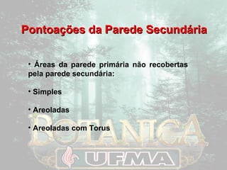 PPoonnttooaaççõõeess ddaa PPaarreeddee SSeeccuunnddáárriiaa 
• Áreas da parede primária não recobertas 
pela parede secundária: 
• Simples 
• Areoladas 
• Areoladas com Torus 
 
