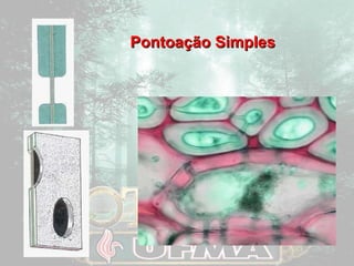 PPoonnttooaaççããoo SSiimmpplleess 
 