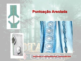 PPoonnttooaaççããoo AArreeoollaaddaa 
http://www.uri.edu/cels/bio/ppllaanntt__aannaattoommyy//99AA..hhttmmll 
 
