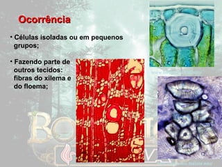 OOccoorrrrêênncciiaa 
• Células isoladas ou em pequenos 
grupos; 
• Fazendo parte de 
outros tecidos: 
fibras do xilema e 
do floema; 
www.botany.hawaii.edu/ 
http://www.bio.txstate.edu/ 
 