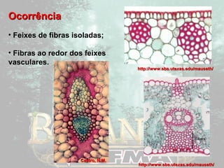 OOccoorrrrêênncciiaa 
• Feixes de fibras isoladas; 
• Fibras ao redor dos feixes 
vasculares. 
hhttttpp::////wwwwww..ssbbss..uutteexxaass..eedduu//mmaauusseetthh// 
hhttttpp::////wwwwww..ssbbss..uutteexxaass..eedduu//mmaauusseetthh// 
CCaassttrroo,, NN..MM.. 
 