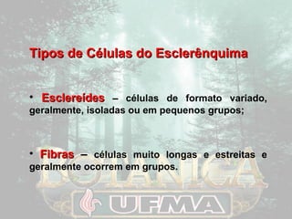Tipos ddee CCéélluullaass ddoo EEsscclleerrêênnqquuiimmaa 
• EEsscclleerreeííddeess –– células de formato variado, 
geralmente, isoladas ou em pequenos grupos; 
• FFiibbrraass –– células muito longas e estreitas e 
geralmente ocorrem em grupos. 
 