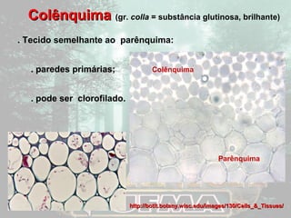 CCoollêênnqquuiimmaa (gr. colla = substância glutinosa, brilhante) 
. Tecido semelhante ao parênquima: 
. paredes primárias; 
. pode ser clorofilado. 
Parênquima 
Colênquima 
hhttttpp::////bboottiitt..bboottaannyy..wwiisscc..eedduu//iimmaaggeess//113300//CCeellllss__&&__TTiissssuueess// 
 