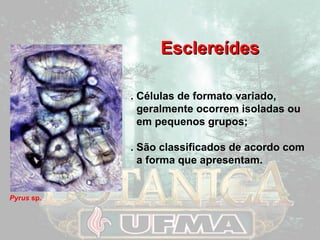 EEsscclleerreeííddeess 
. Células de formato variado, 
geralmente ocorrem isoladas ou 
em pequenos grupos; 
. São classificados de acordo com 
a forma que apresentam. 
Pyrus sp. 
 