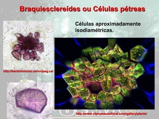 Braquiesclereídes oouu CCéélluullaass ppééttrreeaass 
hhttttpp::////wwwwww..oollyymmppuussccoonnffooccaall..ccoomm//ggaalllleerryy//ppllaannttss// 
hhttttpp::////kkeennttssiimmmmoonnss..uuwwiinnnniippeegg..ccaa// 
Células aproximadamente 
isodiamétricas. 
 