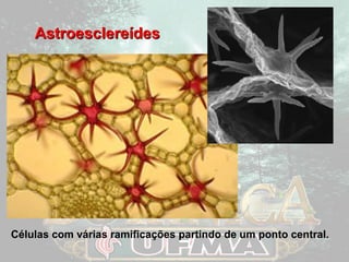 AAssttrrooeesscclleerreeííddeess 
Células com várias ramificações partindo de um ponto central. 
 