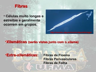 FFiibbrraass 
hhttttpp::////cciieenncciieess..uuddgg..eess//cciieenncciieess//ddeeppaarrtt//bbiioollooggiiaa// 
• Células muito longas e 
estreitas e geralmente 
ocorrem em grupos. 
•XXiilleemmááttiiccaass ((sseerrããoo vviissttaass jjuunnttoo ccoomm oo xxiilleemmaa)) 
•EExxttrraa--xxiilleemmááttiiccaass:: Fibras de Floema 
Fibras Perivasculares 
Fibras de Folha 
 