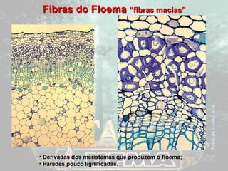 FFiibbrraass ddoo FFllooeemmaa ““ffiibbrraass mmaacciiaass”” 
Fotos de Castro, N.M. 
• Derivadas dos meristemas que produzem o floema; 
• Paredes pouco lignificadas. 
 