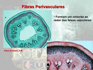 FFiibbrraass PPeerriivvaassccuullaarreess 
FFoottooss ddee CCaassttrroo,, NN..MM.. 
• Formam um cinturão ao 
redor dos feixes vasculares. 
 