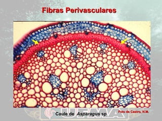 FFiibbrraass PPeerriivvaassccuullaarreess 
Caule de Asparagus sp FFoottoo ddee CCaassttrroo,, NN..MM.. 
 