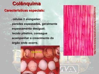 CCoollêênnqquuiimmaa 
CCaarraacctteerrííssttiiccaass eessppeecciiaaiiss:: 
. células ± alongadas; 
. paredes espessadas, geralmente 
espessamento desigual; 
. tecido plástico, consegue 
acompanhar o crescimento do 
órgão onde ocorre. 
EEppiiddeerrmmee 
hhttttpp::////wwwwww..bboottaannyy..hhaawwaaiiii..eedduu//ffaaccuullttyy//wweebbbb//BBOOTT441100// 
 