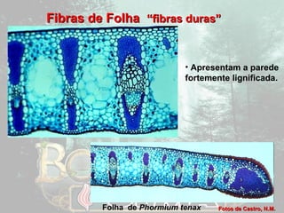 FFiibbrraass ddee FFoollhhaa ““ffiibbrraass dduurraass”” 
• Apresentam a parede 
fortemente lignificada. 
FFoottooss ddee CCaassttrroo,, NN..MM.. 
Folha de Phormium tenax 
