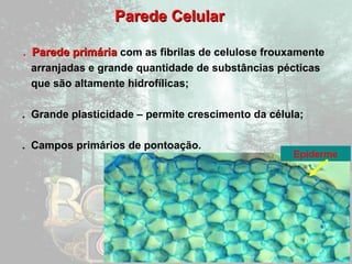 PPaarreeddee CCeelluullaarr 
. PPaarreeddee pprriimmáárriiaa com as fibrilas de celulose frouxamente 
arranjadas e grande quantidade de substâncias pécticas 
que são altamente hidrofílicas; 
. Grande plasticidade – permite crescimento da célula; 
. Campos primários de pontoação. 
Epiderme 
 